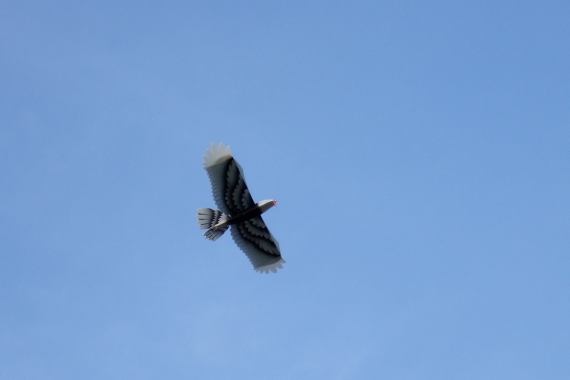 EPP Eagle