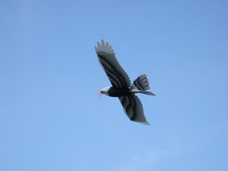 EPP Eagle