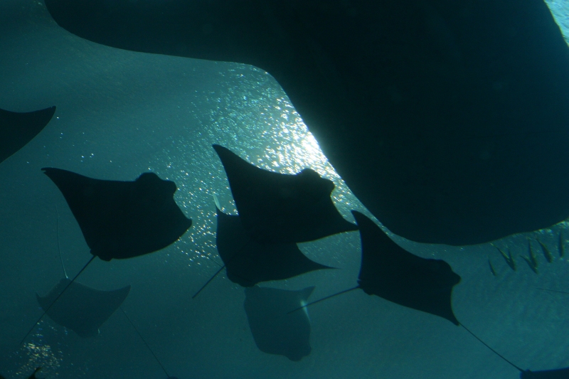 At the Ga Aquarium